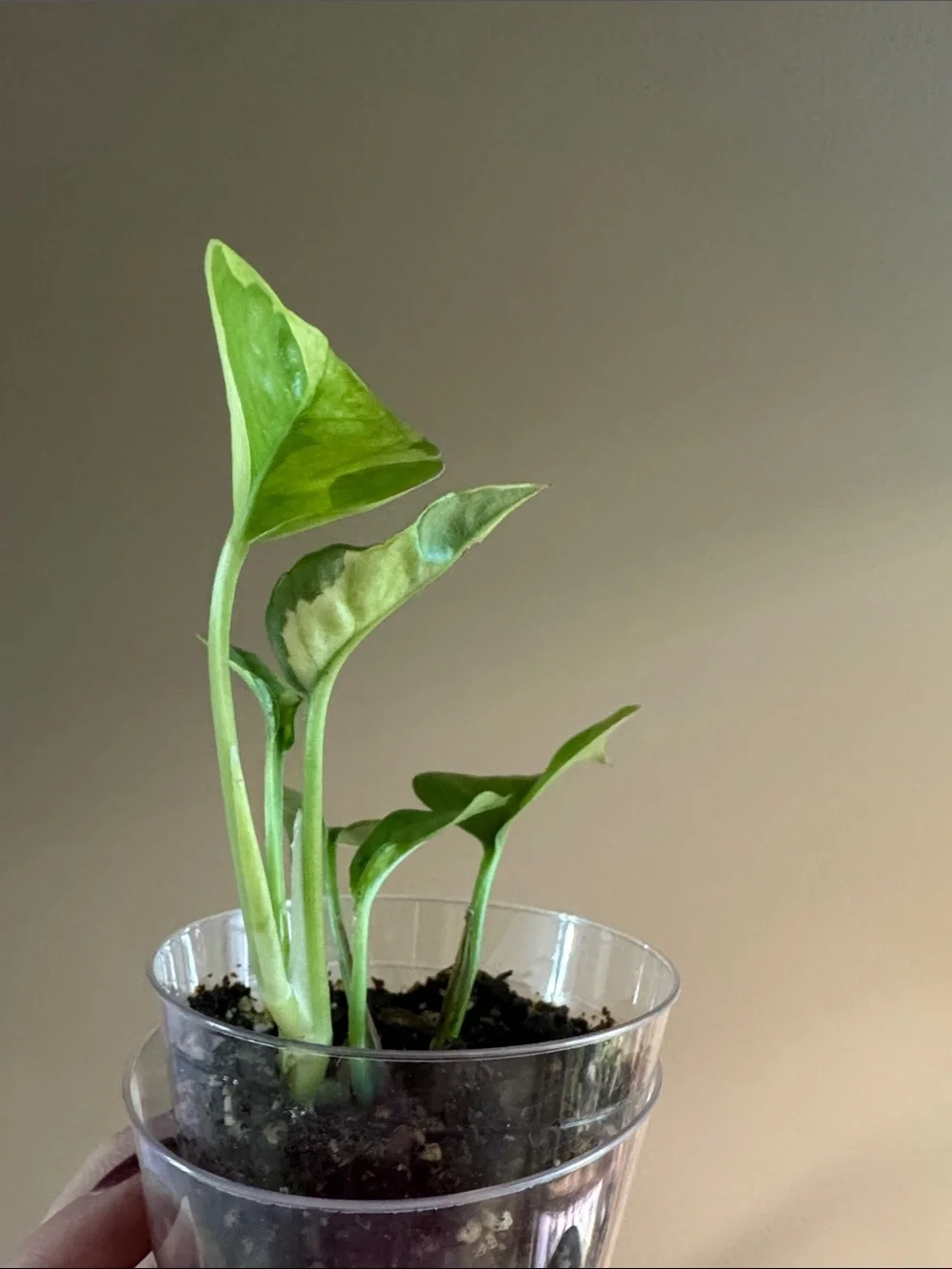 N/A rooted golden